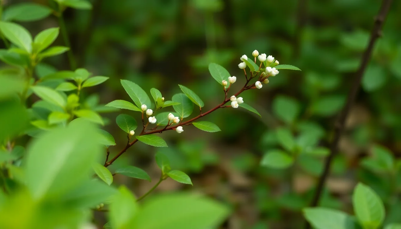 smilax