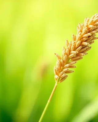 teff