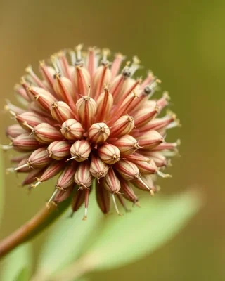 wattleseed
