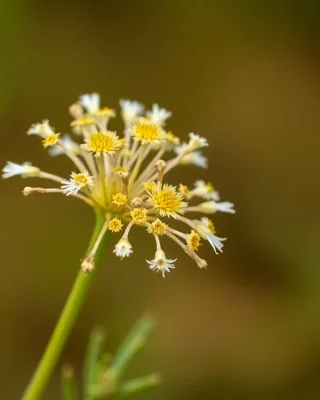 yam daisy